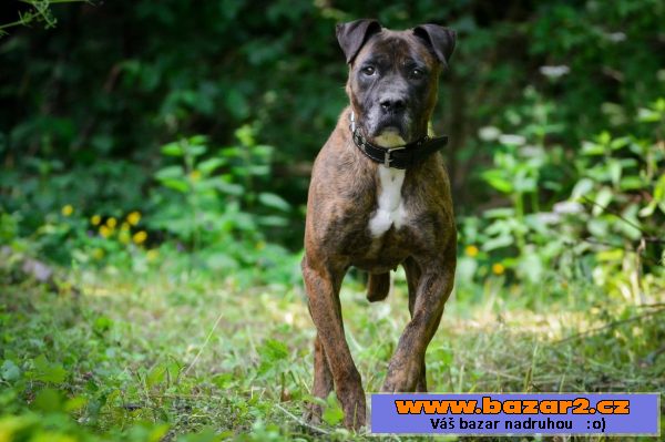 Německý boxer
