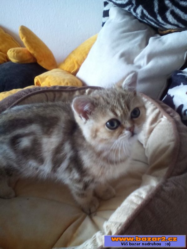 Exotická koťata s PP