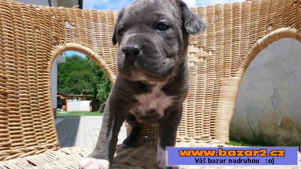 Bandog štěňata - odběr od 1.7.2016