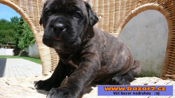 Bandog štěňata - odběr od 1.7.2016