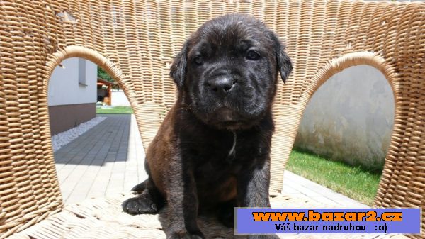 Bandog štěňata - odběr od 1.7.2016
