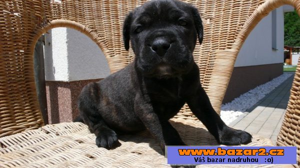 Bandog štěňata - odběr od 1.7.2016