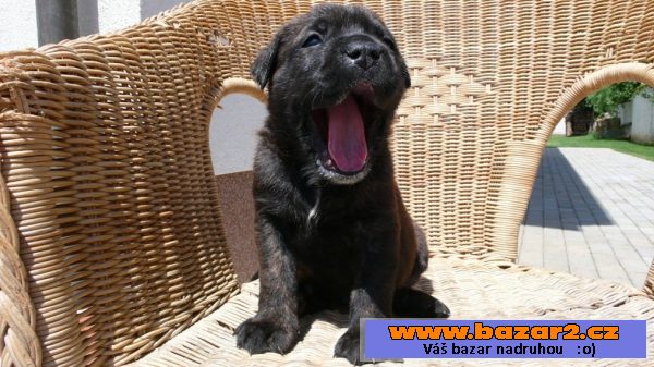 Bandog štěňata - odběr od 1.7.2016