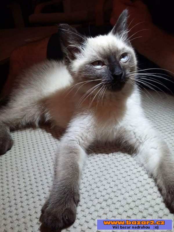 Koťátko Ragdoll