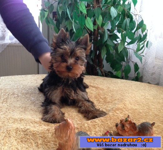 Yorkshire terrier s pp.pejsek
