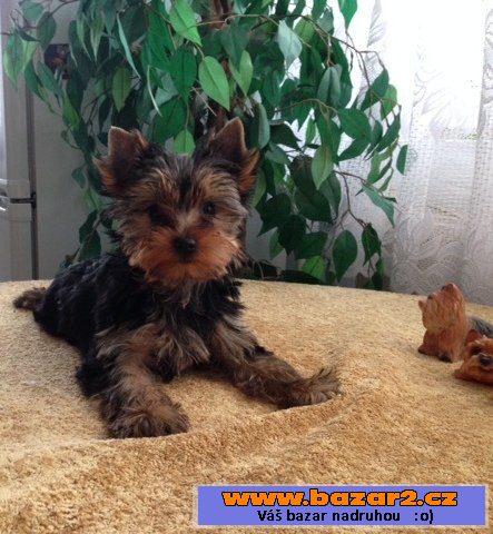 Yorkshire terrier s pp.pejsek