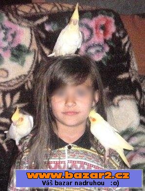 Prodám ručně dokrmené korely 