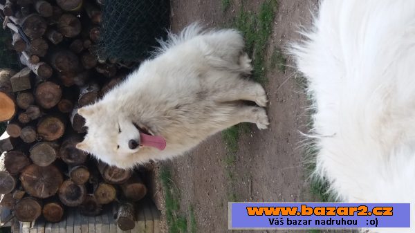 Samojedí chlapíci