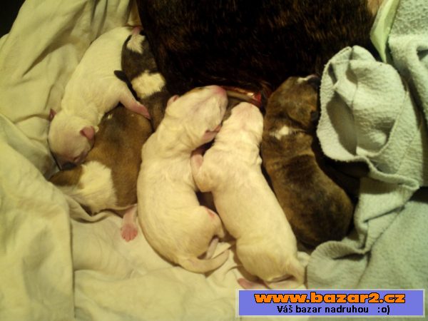Mini bulterier