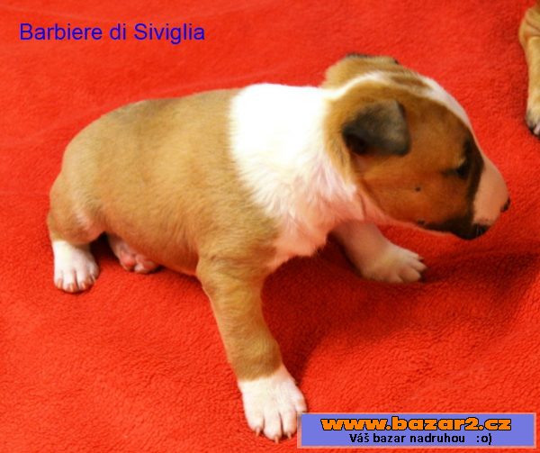 Mini bulterier