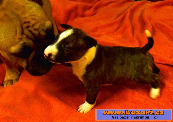 Mini bulterier