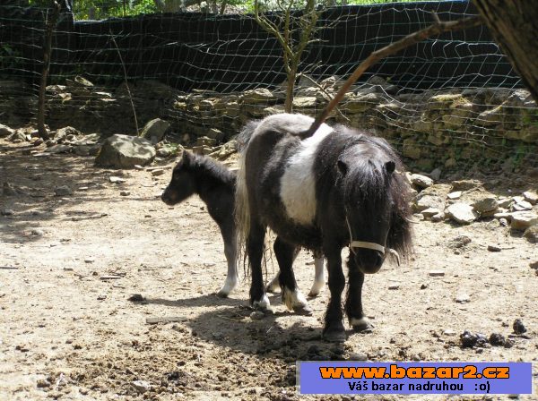 Roční klisnička minipony