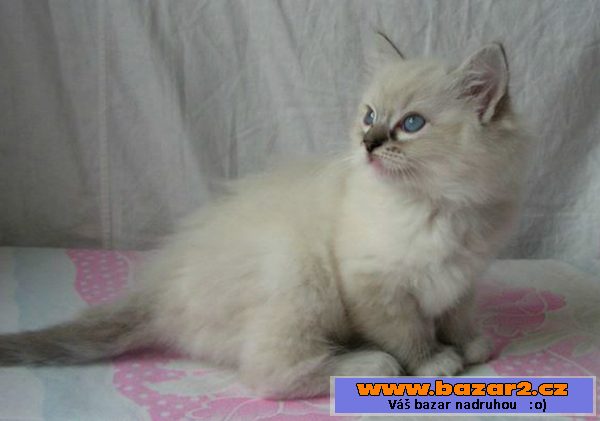 Ragdoll s PP