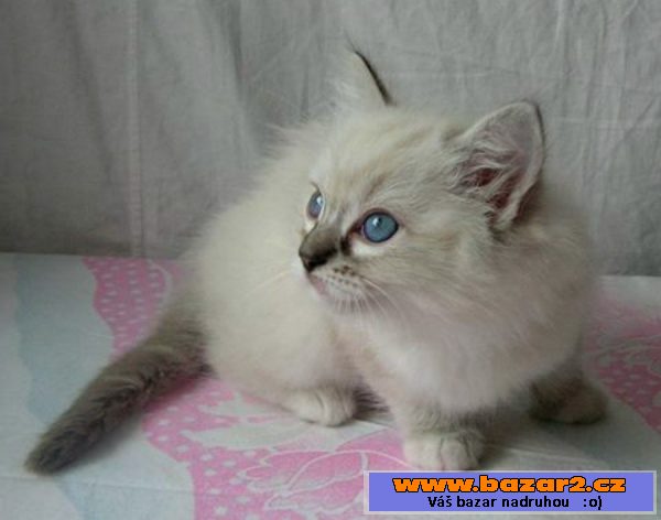 Ragdoll s PP