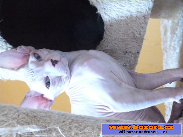 Kanadský Sphynx bez PP k odběru