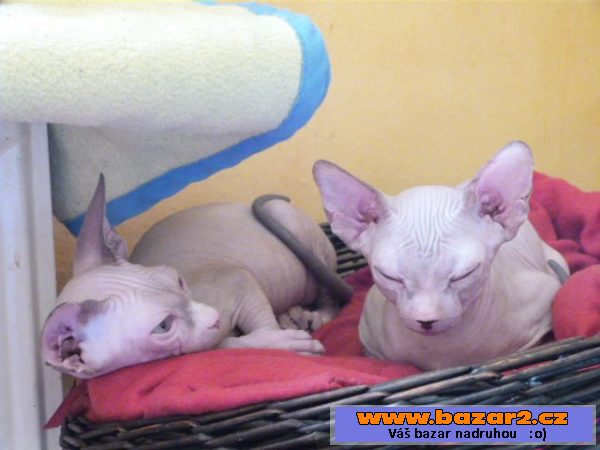 Kanadský Sphynx bez PP k odběru