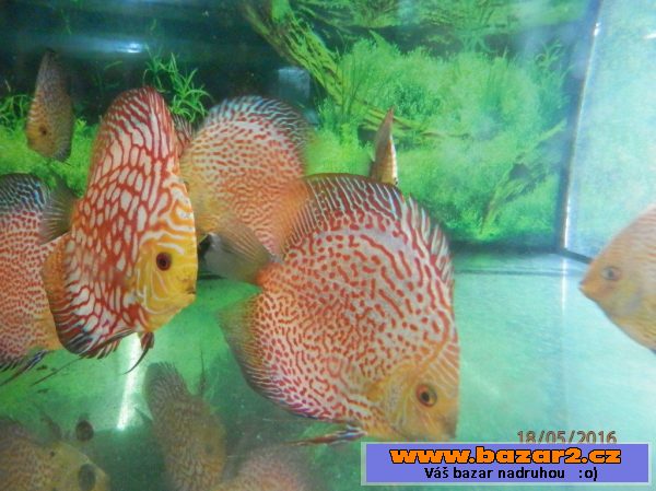 Discus Checker Board Pigeon 7,5- 8,
