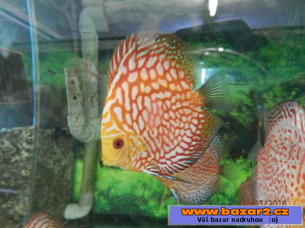 Discus Checker Board Pigeon 7,5- 8,