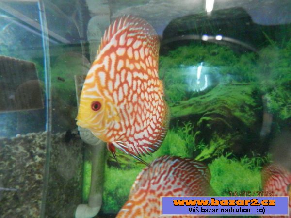 Discus Checker Board Pigeon 7,5- 8,