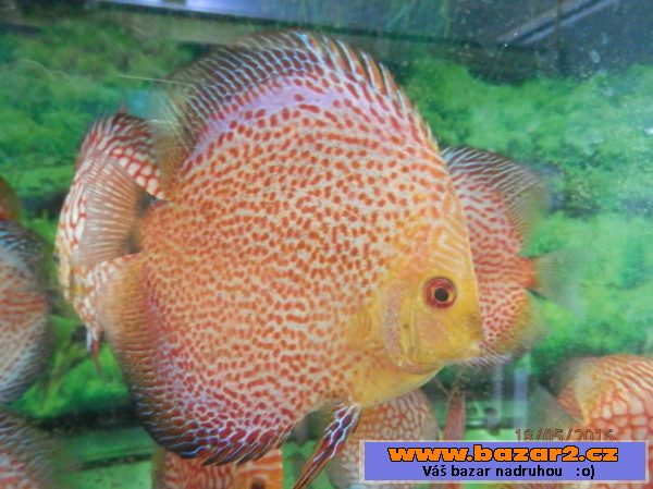 Discus Checker Board Pigeon 7,5- 8,
