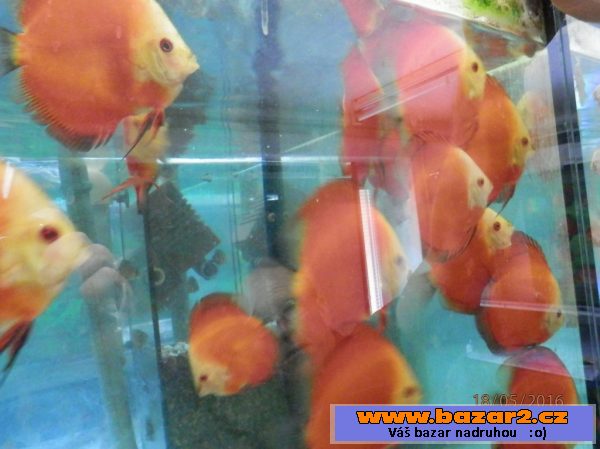 Discus Red Marllboro YF 5,5- 6,5cm,