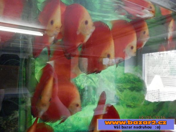 Discus Red Marllboro YF 5,5- 6,5cm,