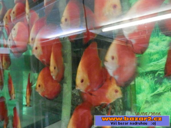 Discus Red Marllboro YF 5,5- 6,5cm,