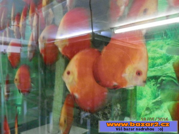 Discus Red Marllboro YF 5,5- 6,5cm,