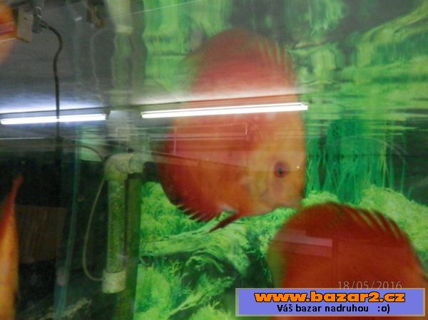 Discus Red Marllboro YF 5,5- 6,5cm,