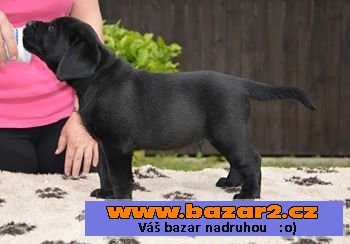Labrador retriever s PP