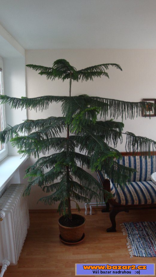 Pokojová jedle - Araucaria