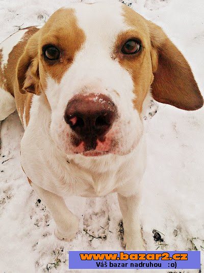 Bígl