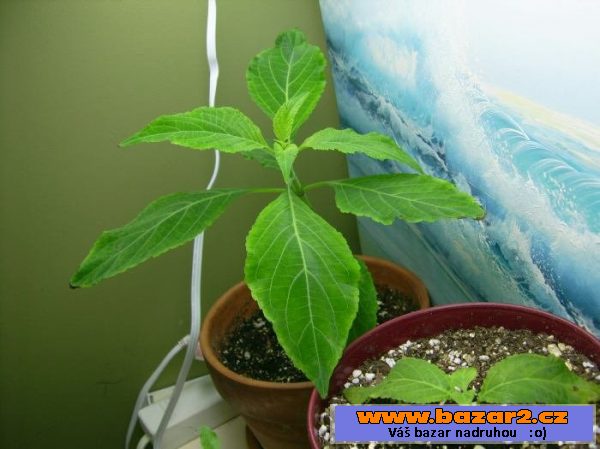 ŠALVĚJ DIVOTVORNÁ-SALVIA DIVINORUM