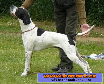 Pointer - štěňata
