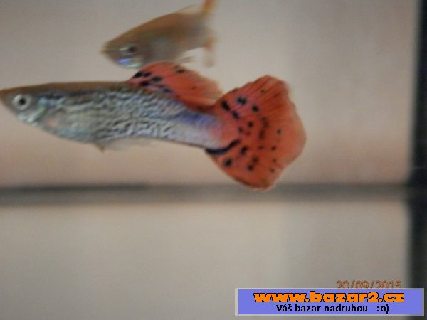 Poecilia Reticulata Red Snake Skin,