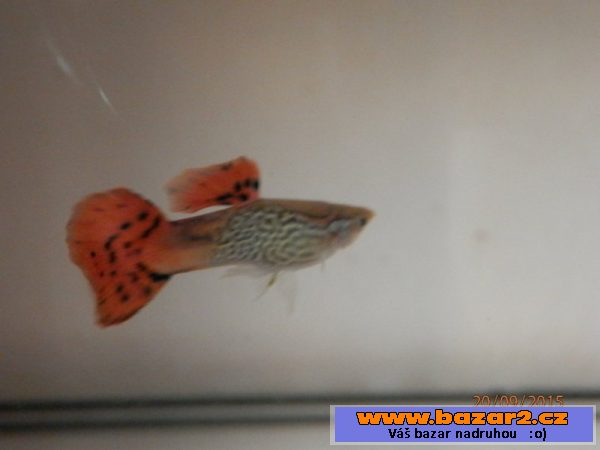 Poecilia Reticulata Red Snake Skin,