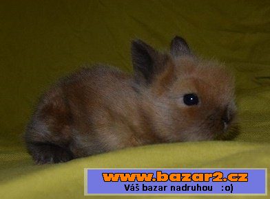 Teddy samečci k rezervaci