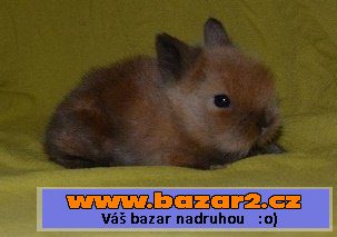 Teddy samečci k rezervaci