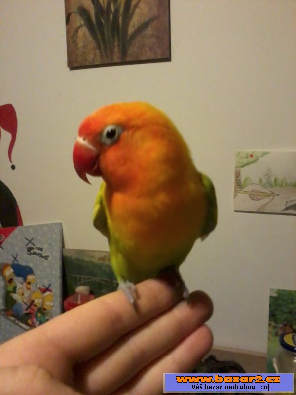Agapornis fischerův