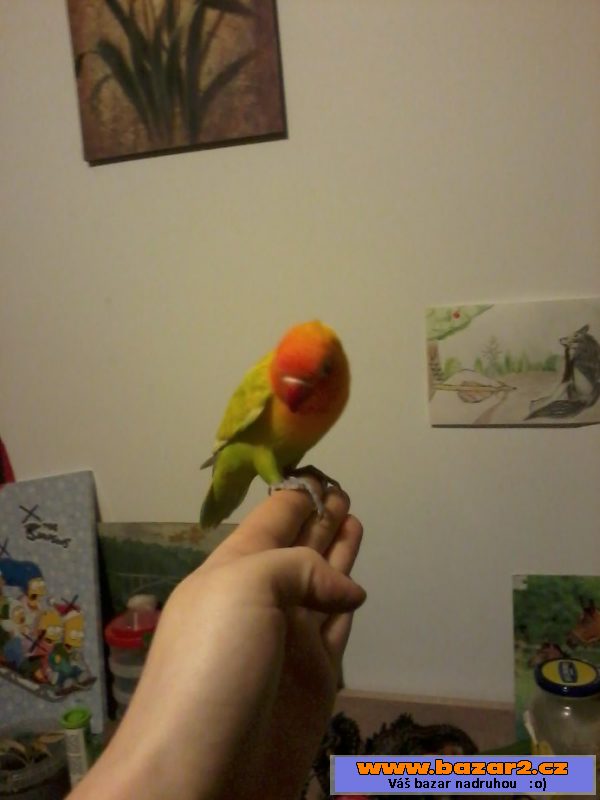 Agapornis fischerův