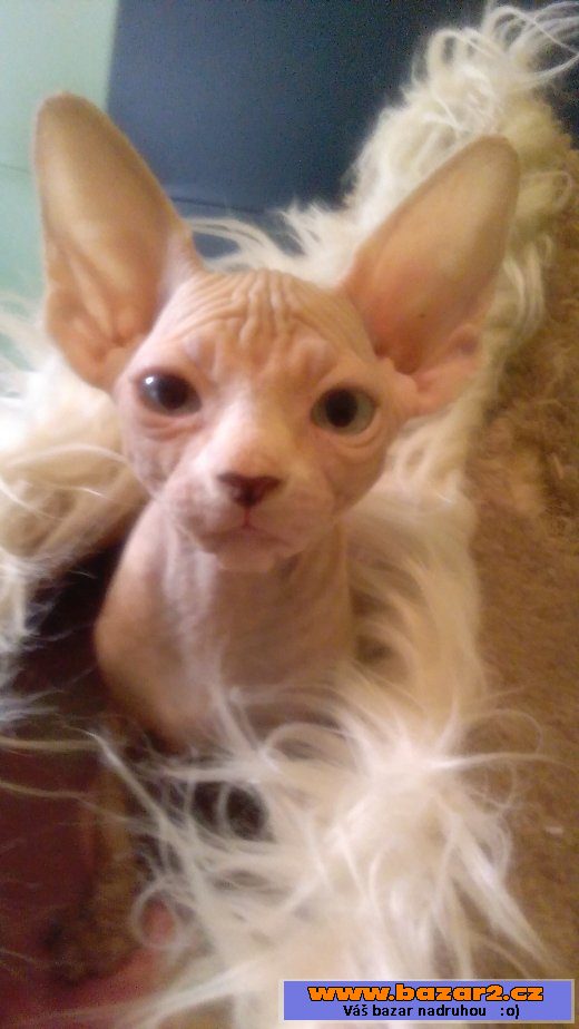 Kanadský Sphynx - koťátka