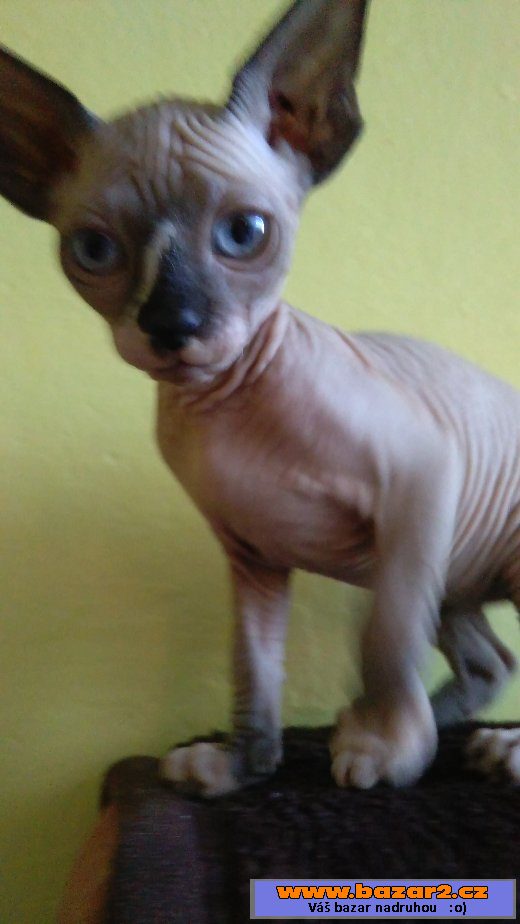 Kanadský Sphynx - koťátka