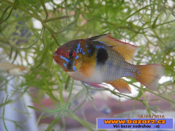 Cichlazoma Ramireze, cca 100 ks, 