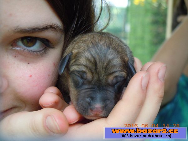 Křížená štěňátka labradora