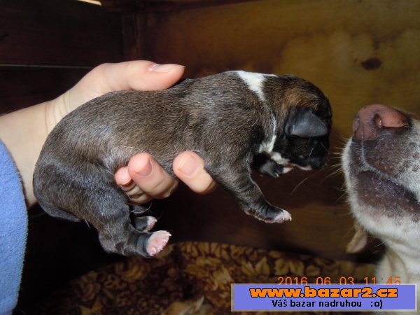 Křížená štěňátka labradora