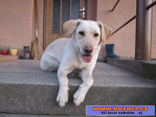 Křížená štěňátka labradora