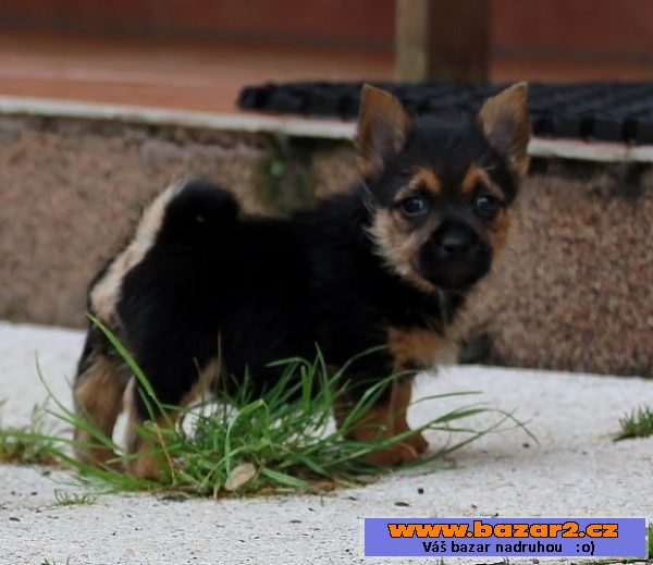 NORWICH TERRIER  NORVIČSKÝ TERÉR