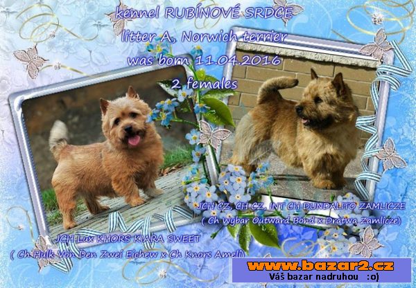 NORWICH TERRIER  NORVIČSKÝ TERÉR