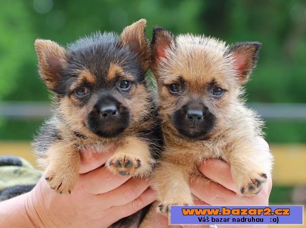 NORWICH TERRIER  NORVIČSKÝ TERÉR