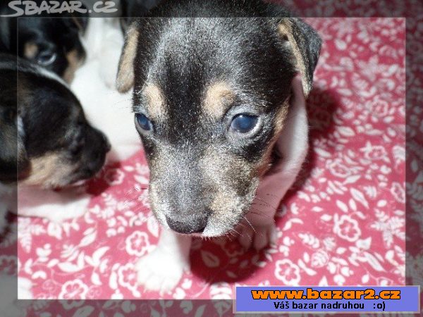 Jack Russel terier-krásná štěňátka